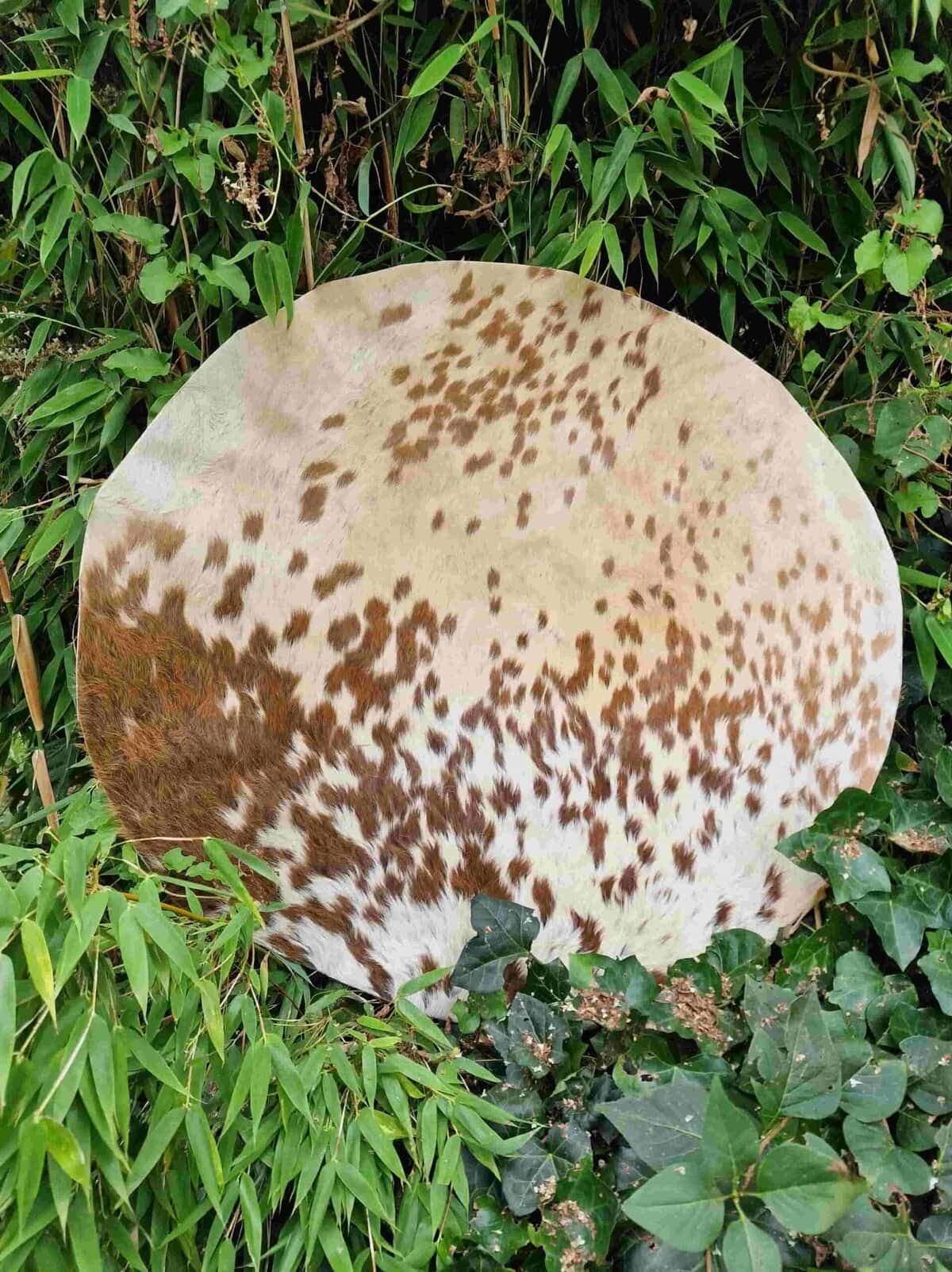 Spezielle Trommelfelle extra groß - 5