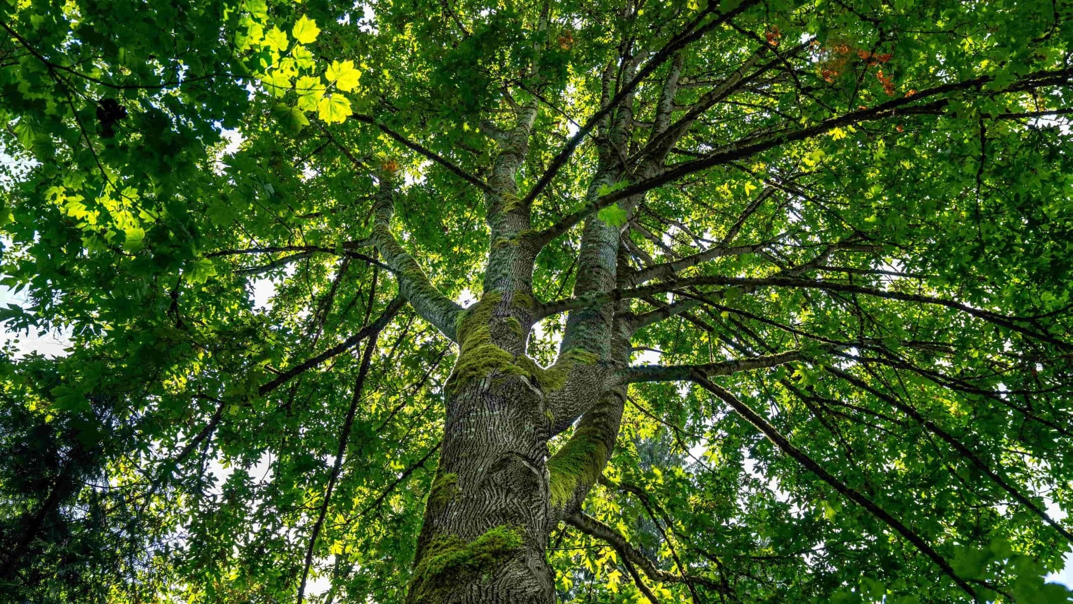 Die spirituelle Bedeutung der Esche, der Baum des Lebens