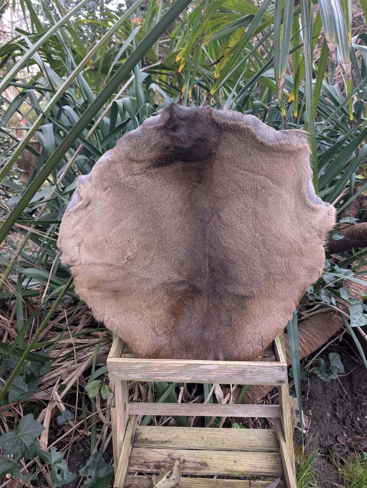 Deer skins for shamanic drum
