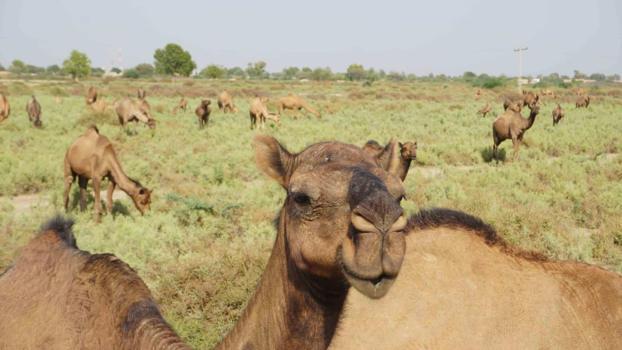The Spiritual Meaning of the Camel in Shamanic Drums