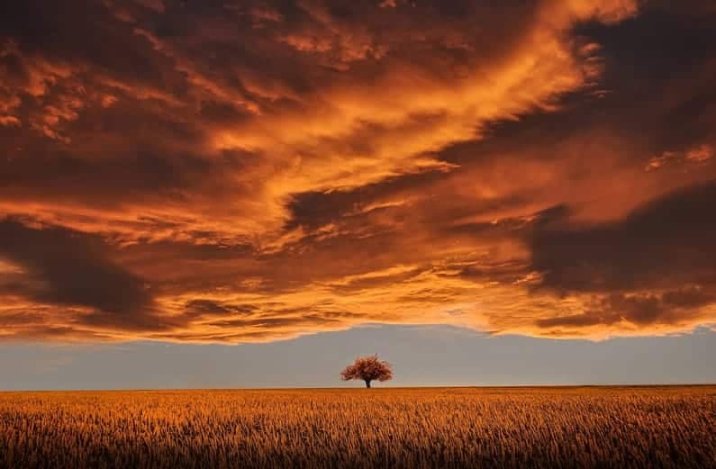 La signification spirituelle du mûrier