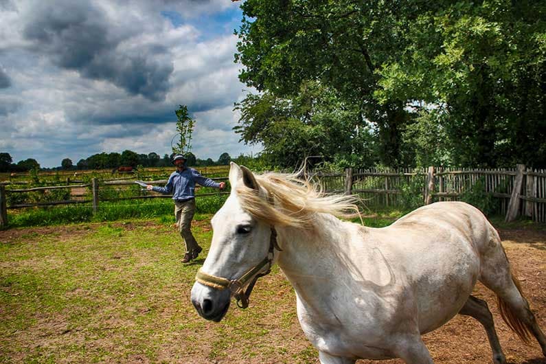 The Spiritual Meaning of the Horse in Shamanic Drums