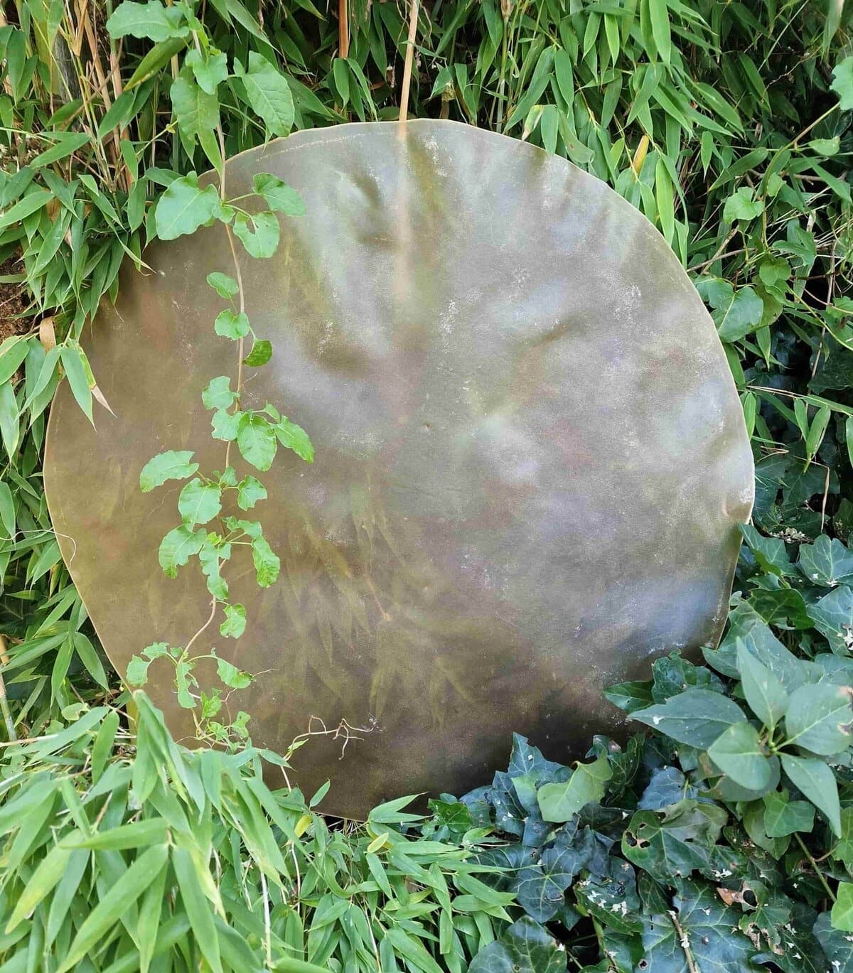 Hairless drum skins (various animal species)
