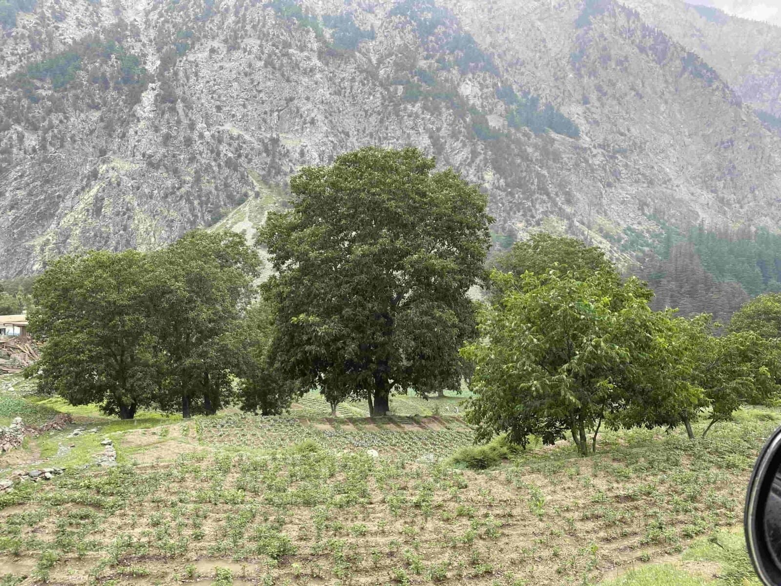 Spirituelle Bedeutung der Walnuss
