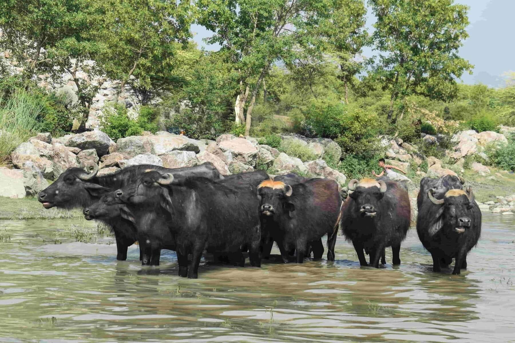 La signification spirituelle du buffle d’eau dans les tambours chamaniques