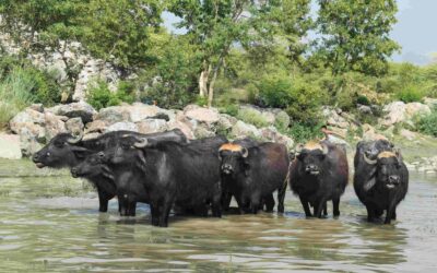 De Spirituele Betekenis van Waterbuffel in Sjamanendrums