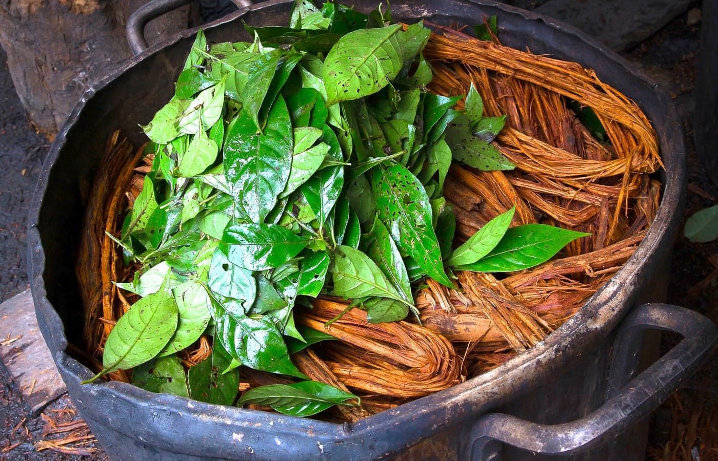 De bittere kant van Ayahuasca