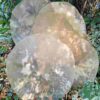Drumvellen kaal (verscheidene diersoorten) - Image 3