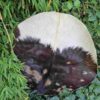 Speciale drumvellen extra groot - Imagen 8
