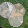 Drumvellen kaal (verscheidene diersoorten) - Image 4