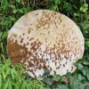 Speciale drumvellen extra groot - Imagen 6