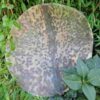 Drumvellen kaal (verscheidene diersoorten) | nubische geit |sjamaan.nl