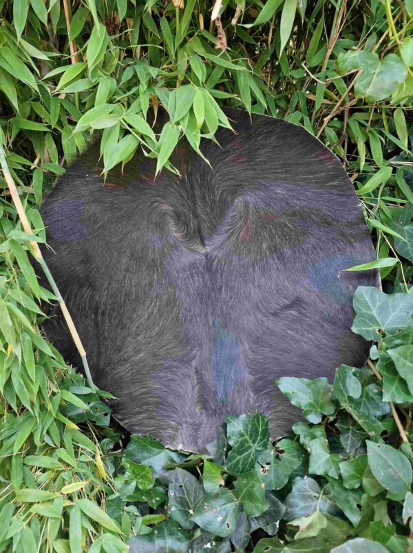 Drumvellen met haar (verscheidene diersoorten) - Afbeelding 3