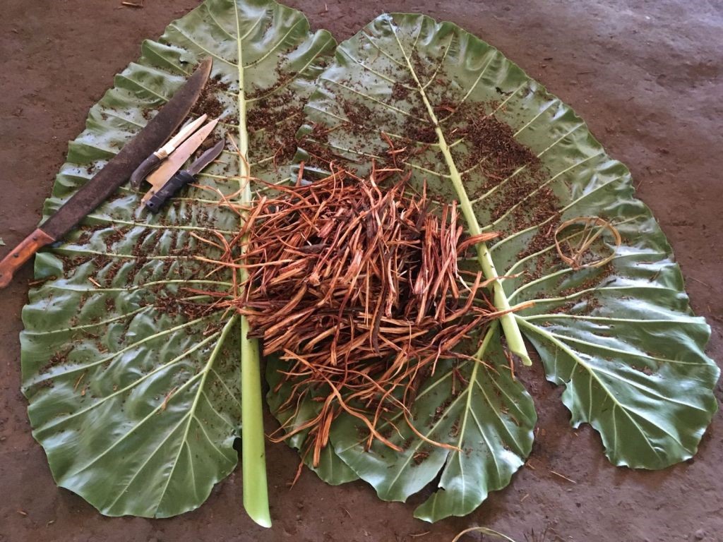 ayahuasca