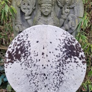Sjamanendrum Spirit van Uil | Sjamaan.nl