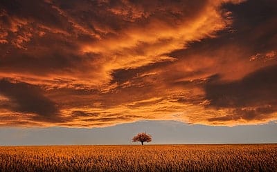 De spirituele betekenis van Moerbei
