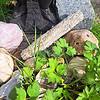 Smudge Shasta Sage Smudgebundel groot | Smudges | sjamaan.nl