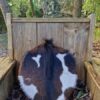 Tambour chamanique 35 cm Chèvre sur Saule et Pierre de Lune | Sjamaan.nl