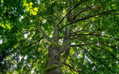 De spirituele betekenis Es, de levensboom