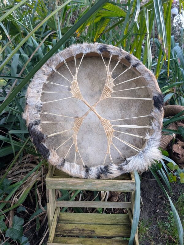 Geschoren geit 45 moerbei met geitenlace achter