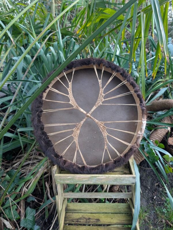 Koe bruin 45 wilg achter