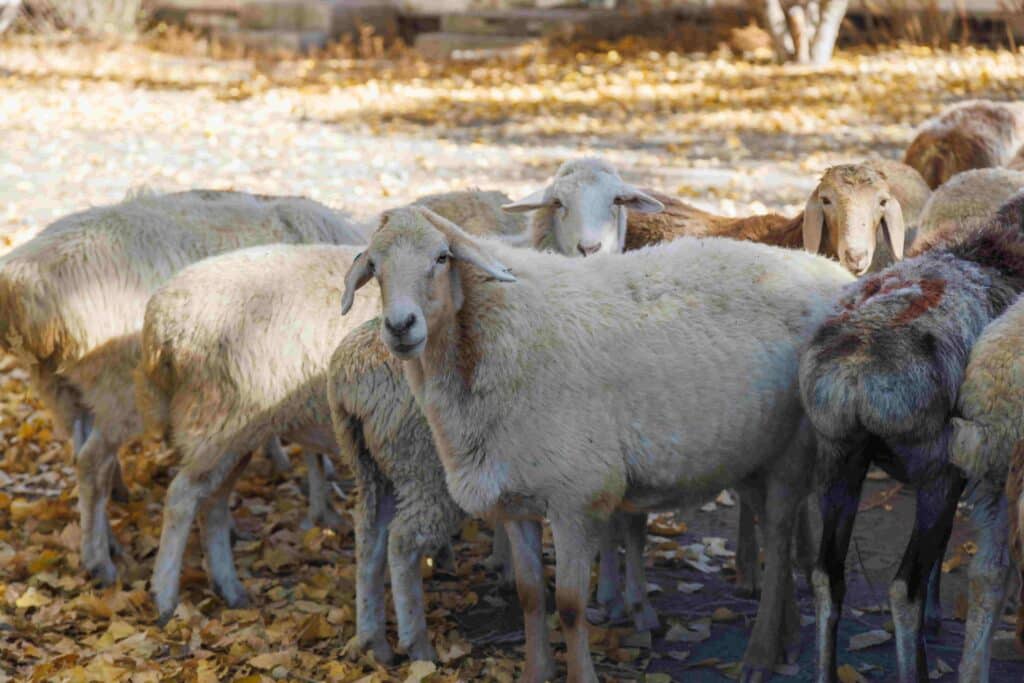 Schapen In Centraal Azie Min