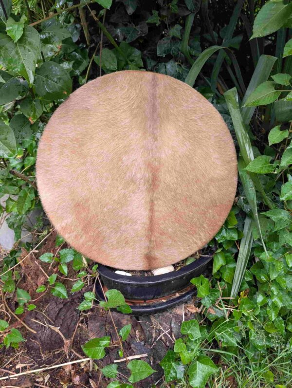 Koe bruin 50 cm wilg voorkant min