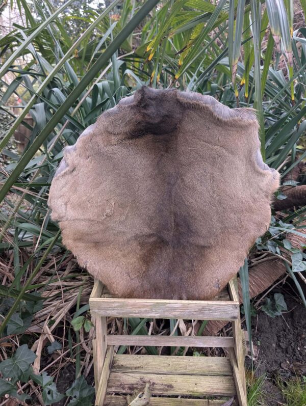 Hert (ree) voor medicijndrum