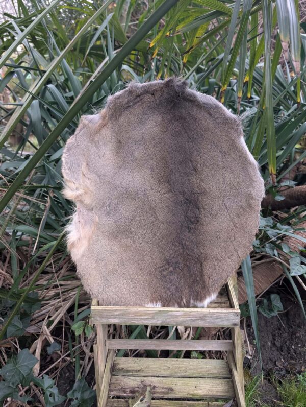 Hert (ree) voor sjamanendrum