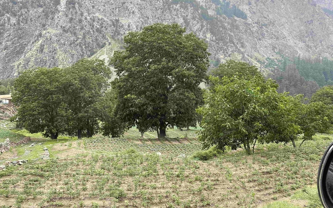 Walnoot pakistan min