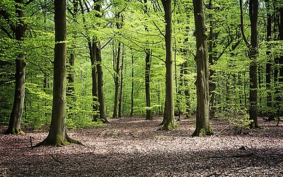 Spirituele betekenis Beuk