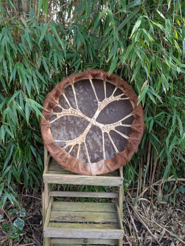 Koe moerbei 40 cm bruin achterkant